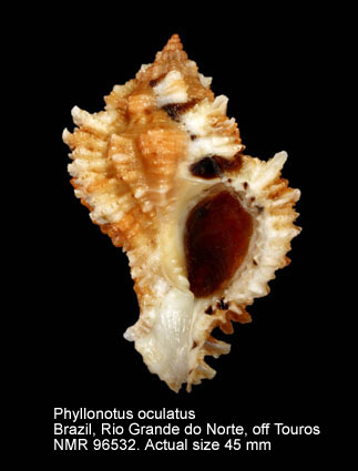 Phyllonotus oculatus (4).jpg - Phyllonotus oculatus (Reeve,1845)